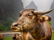 The Guilin landscape pictures - Guilin Li River. Buffalo home.