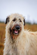 Irish Wolfhound on the autumn meadow