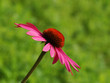 Foto: Blütenrosa Blütenrosa