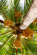  Kokospalme 