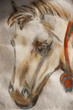 horse head drawn with pastel pencils