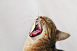 Cat yawning