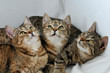 Three kittens looking up