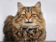 Fluffy