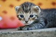 Cute kitten looking