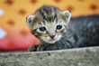 Cute kitten