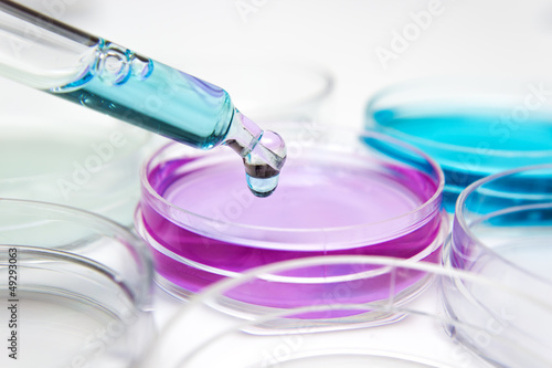 Photo: Pipette with drop of color liquid and petri dishes Pipette with drop of color liquid and petri dishes