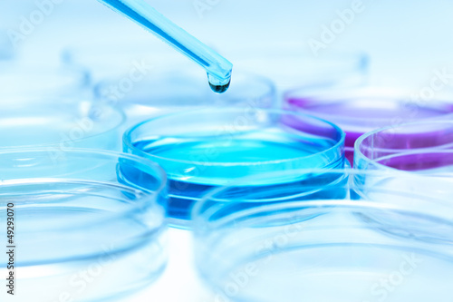 Photo: Pipette with drop of color liquid and petri dishes Pipette with drop of color liquid and petri dishes