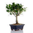 Chinese green bonsai tree