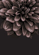 Vector: Elegant floral design template Elegant floral design template