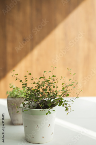 Photo: 観葉植物 観葉植物