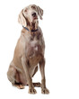 Dog isolated on white