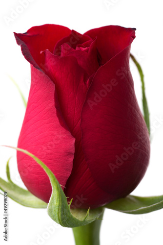 Photo: Red rose Red rose