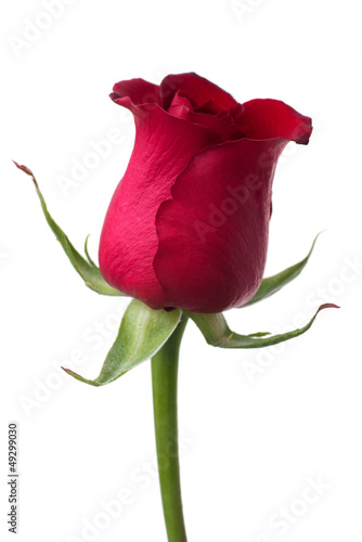 Photo: Red rose Red rose