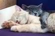 cute kittens sleeping together