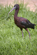 Photo: glossy ibis glossy ibis