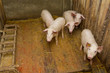 group of pigs
