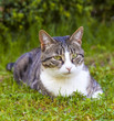 cute cat relaxing in the garden