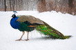 beautiful peacock