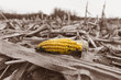 ripe corn