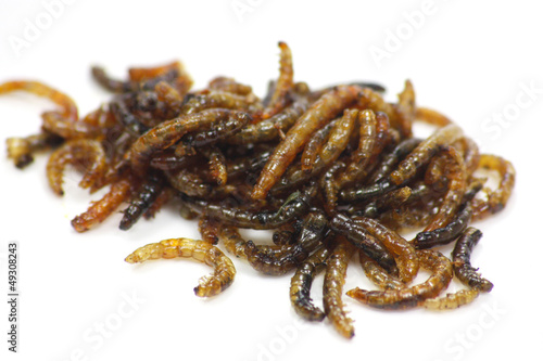 Photo: insectes comestibles insectes comestibles