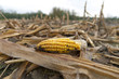 ripe corn
