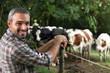 Man in front of cows