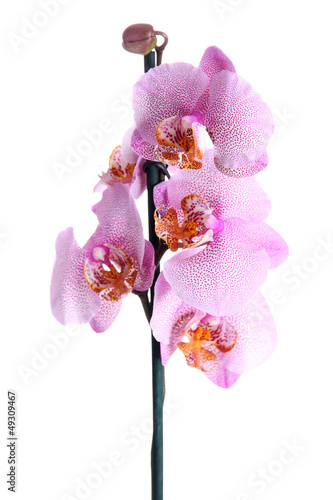 Photo: beautiful pink orchid, isolated on white beautiful pink orchid, isolated on white