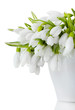beautiful bouquet of snowdrops in vase isolated on white