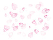 桜_花びら