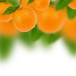 Fresh oranges