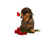 Dackel mit Rosenstrauß und Rose im Fang