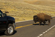 Buffalo Bison in Lamar Valley Yellowstone