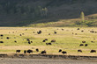 Buffalo Bison in Lamar Valley Yellowstone