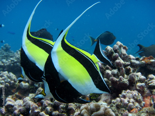 Photo: Poisson cocher Poisson cocher