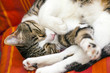 cute cat sleeping on a couch