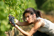 Woman picking grapes
