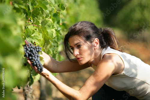 Photo: Woman picking grapes Woman picking grapes