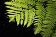 Sphaeropteris cooperi Farn aus Australien