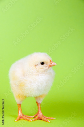 Photo: Küken Küken