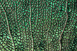 sea fan nature background