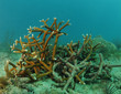 Staghorn coral in underwater seascape