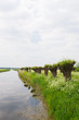 Photo: Row pollard willows and cow parsley Row pollard willows and cow parsley