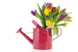 Photo: Watering can with bouquet tulips Watering can with bouquet tulips
