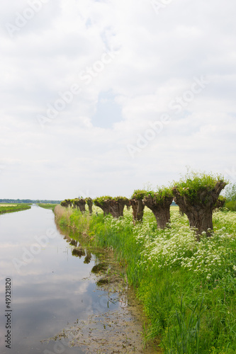 Photo: Row pollard willows and cow parsley Row pollard willows and cow parsley