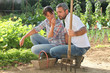 Couple picking produce in a vegetable garden