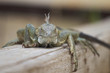 Leguan
