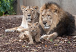 family of lions