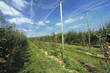 apple orchard with a safety net