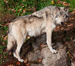 Photo: Gray Wolf Looking at the Camera Gray Wolf Looking at the Camera